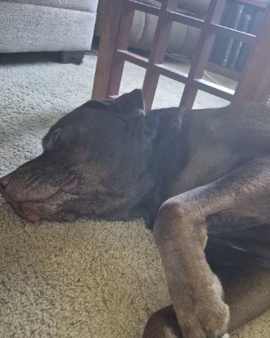 Cute chocolate lab named Roscoe