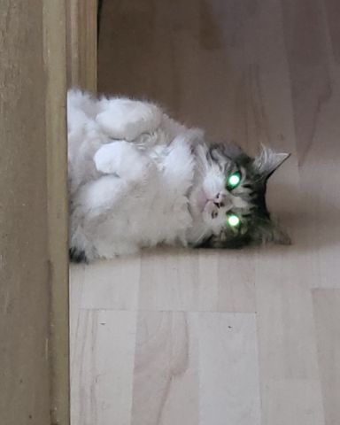Cute tabby named Farley Fart
