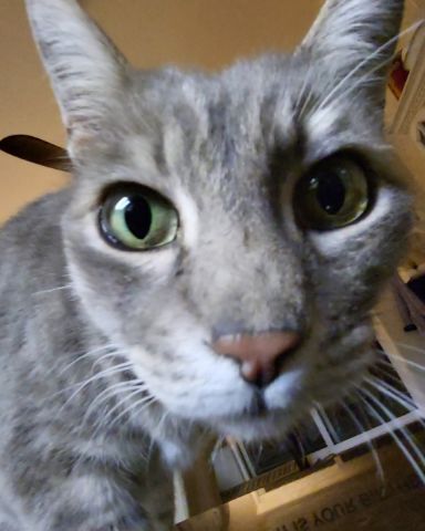 Cute Tabby named Jack