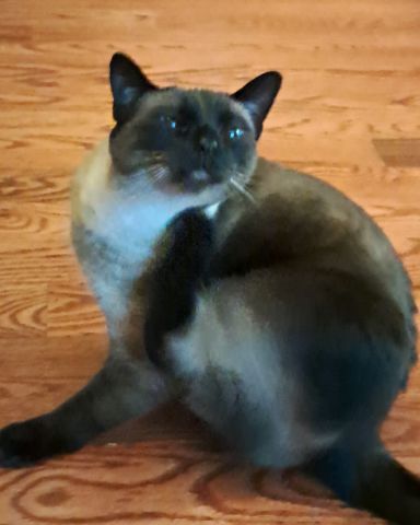Cute Siamese named Luna🌙💫 (twin of Stella)