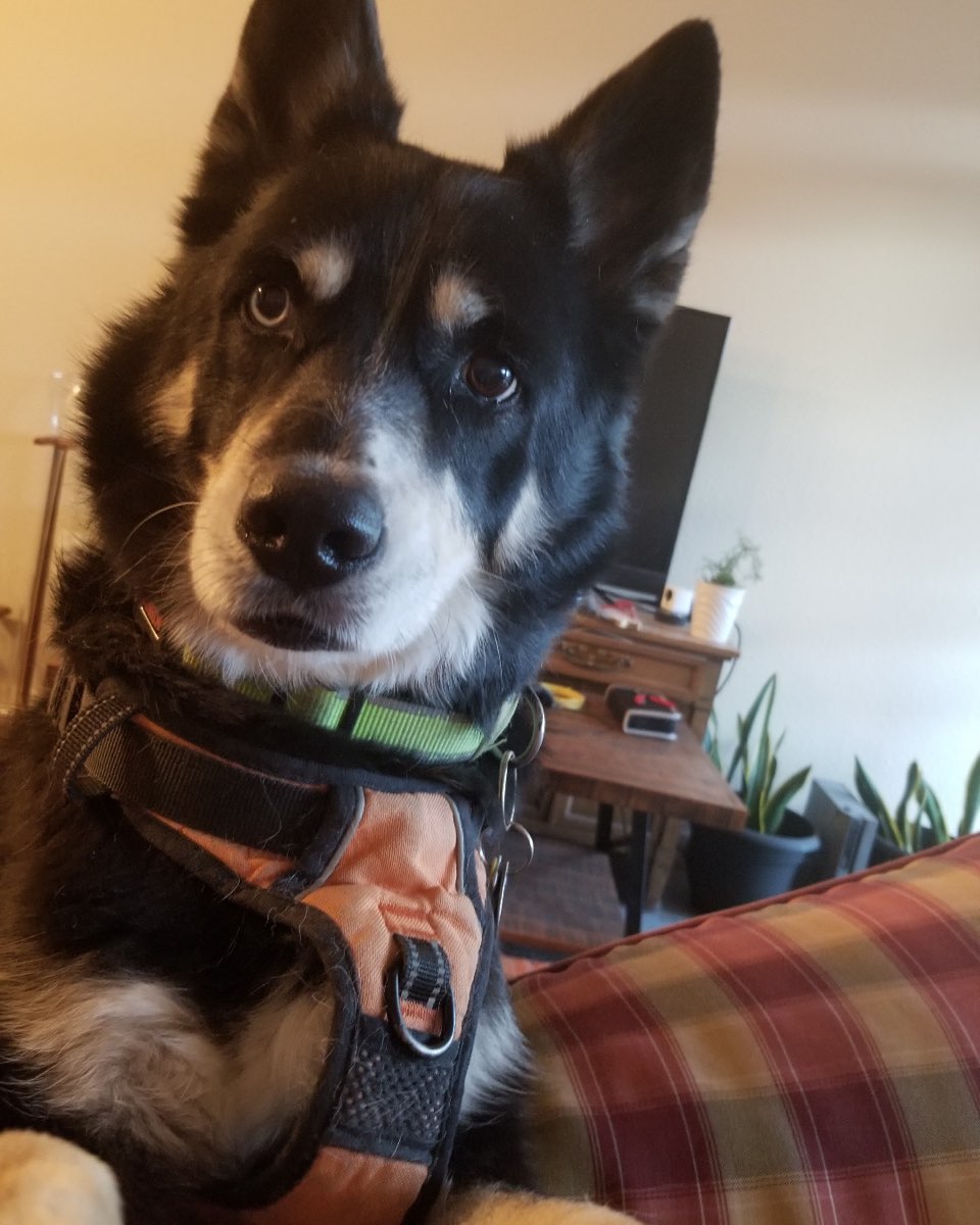 Cute dog named Loki