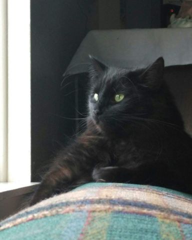 Cute Unsure named Sylvester