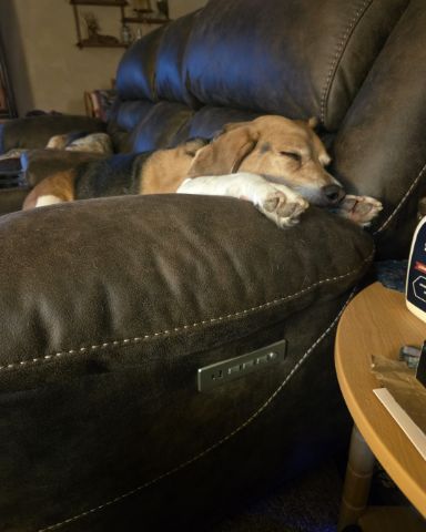 Cute beagle named vee