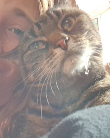 Cute Domestic short hair tabby (we think) named Nessa💗✨