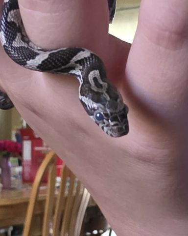 Cute corn snake named ✨Powder✨