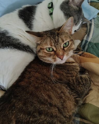 Cute brown tabby named Circe and Bucket