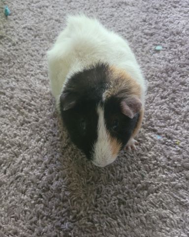 Cute tri-color domestic named Foofy