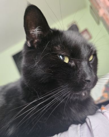 Cute cat named Balerion