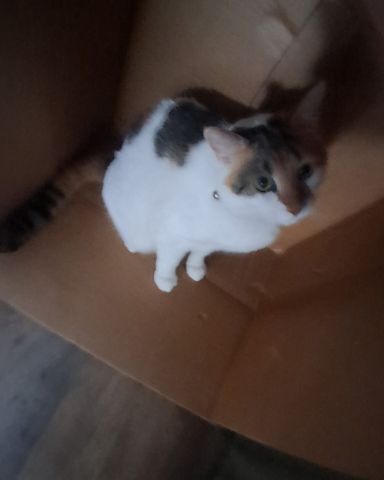 Cute Calico maincoon named Callie