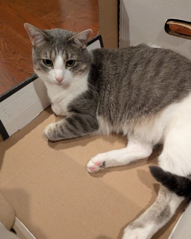 Cute cat named Loki