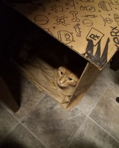 Cute tabby named Tiger