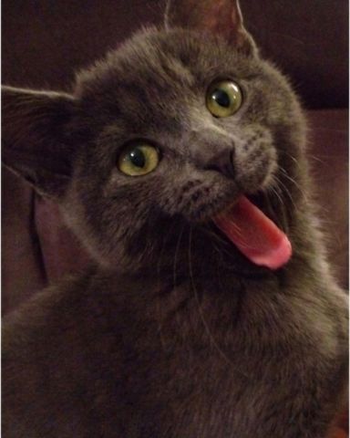 Cute cat named Marshall 🩶 Geoffrey