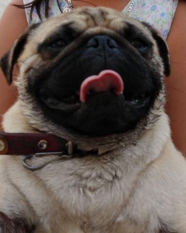 Cute pug named lucy