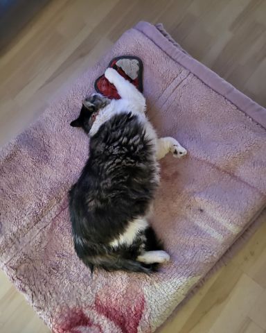 Cute tabby named Farley Fart