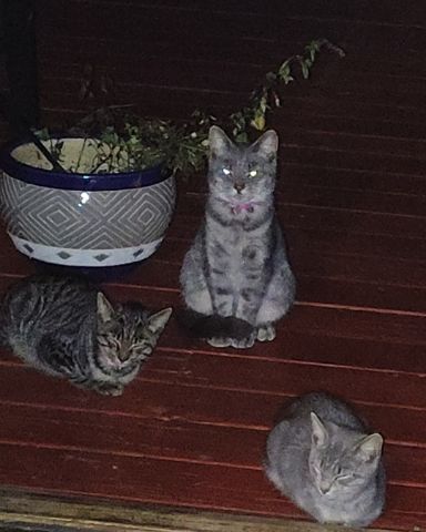 Cute domestic short-haired named The brothers {Zeus peanut Oreo and sometimes there sister an