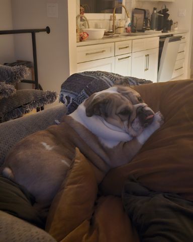Cute English Bulldog named Ada Mae