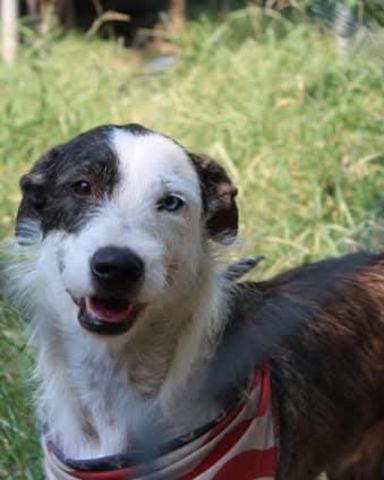 Cute terrier named Willie