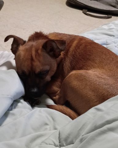 Cute Chihuahua mix with miniature pincher named Weasley