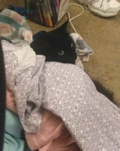 Cute Unsure named Sylvester