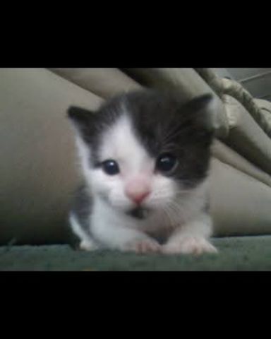 Cute Tuxedo named Zeke