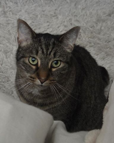 Cute Tabby named Yoshi