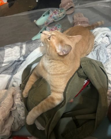 Cute cat named Mr. Orange