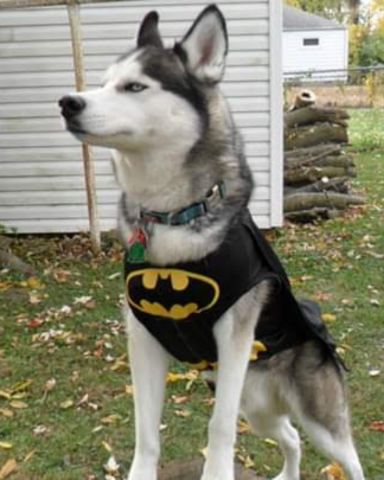 Cute dog named Hemi