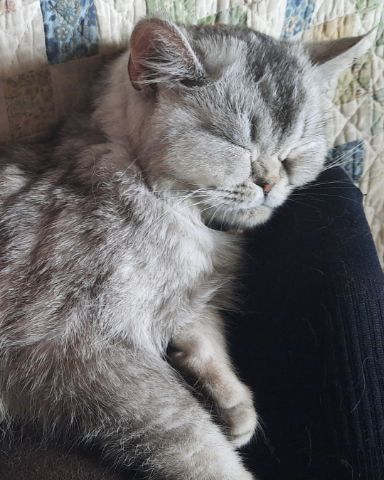 Cute British Shorthair named Cherry
