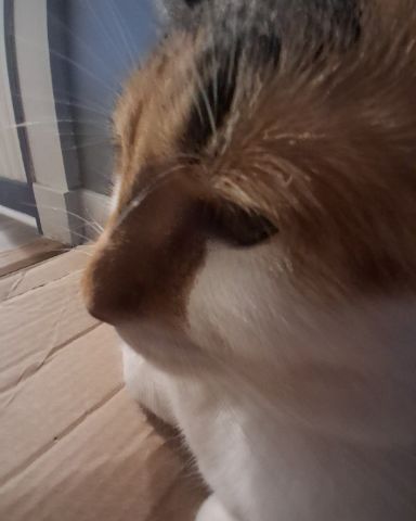 Cute Calico maincoon named Callie