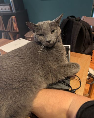 Cute cat named Theseus