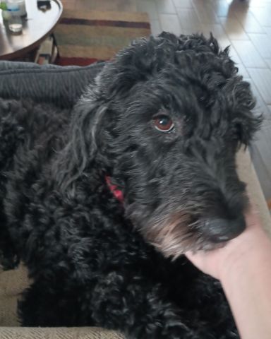 Cute woodle named oreo