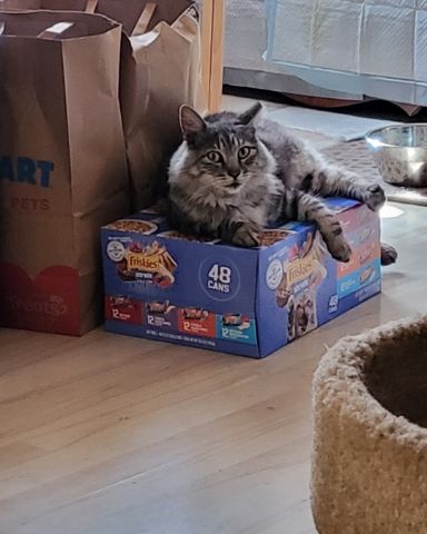 Cute cat named Yeti Freddie