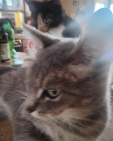 Cute cat named Bell