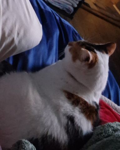 Cute Calico maincoon named Callie