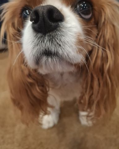 Cute Cavalier King Charles Spaniel named Arya