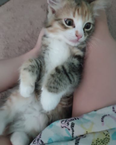 Cute Tabby and calico named runt , abbey jr. ,and peanut butter cup
