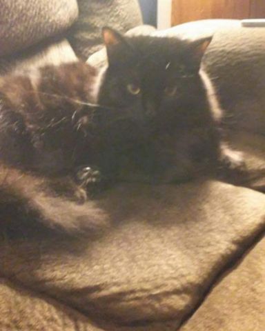 Cute Unsure named Sylvester