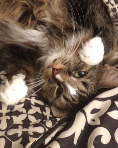 Jordan, Floof Madness champion (Sep 17, 2026)