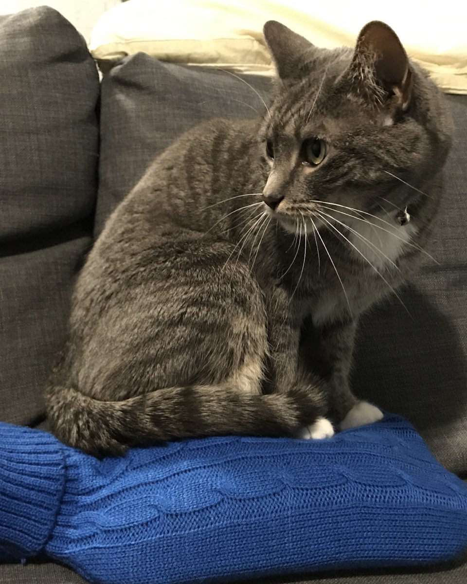 Cute cat named Betty