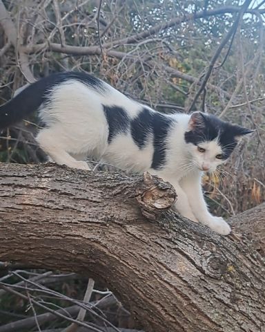 Cute cat named Little-Panda