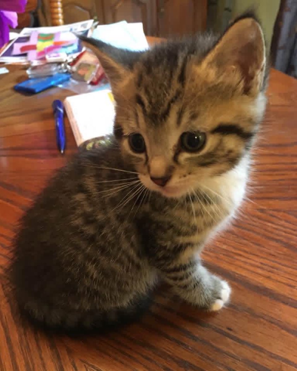 Cute cat named Sam