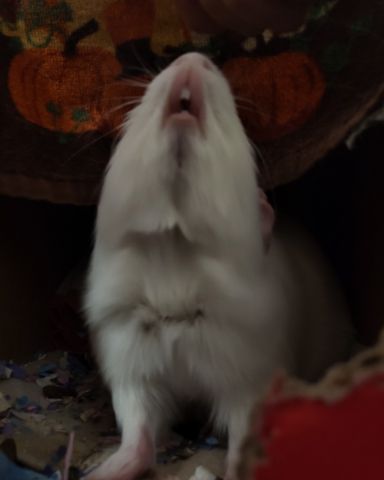 Cute Guinea pig named Mozzarella (Motzy)