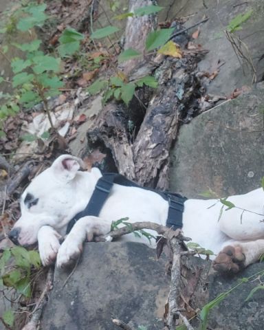 Cute pittys named pup&kaos