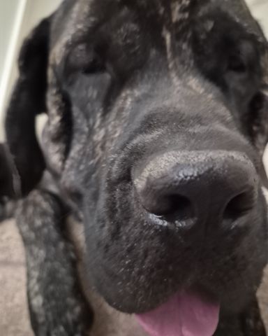 Cute English mastiff named Charlie🧡💛