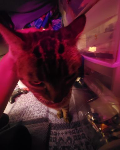 Cute brown and black tabby cat named Leia Marie Johnson😊