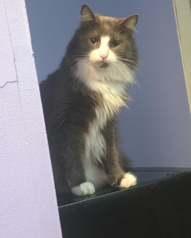 Cute cat named Gollum
