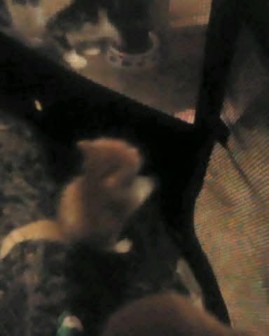 Cute cat named Lucky