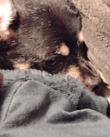 Cute wiener dog named paco