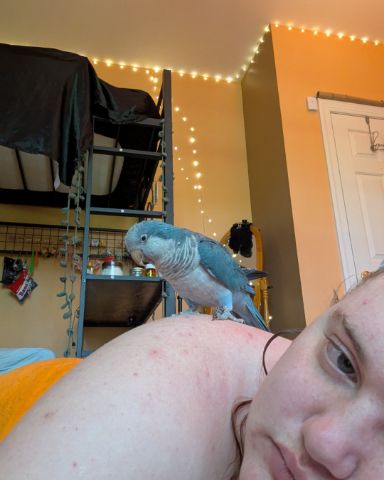 Cute Quaker parrot named pixie