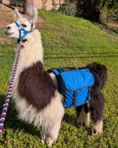 Cute Llama named Stanley